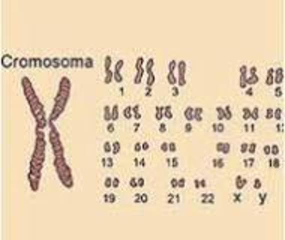 Los genes están en los cromosomas