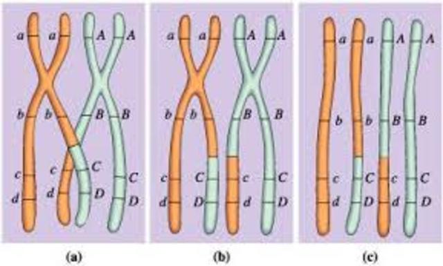 Entrecruzamiento - Recombinación