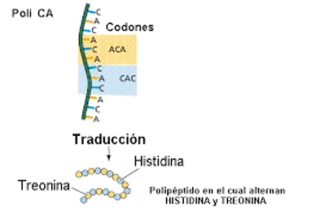 Los tripletes del ADN