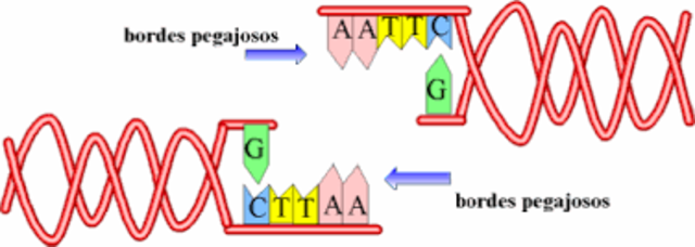 Las enzimas de transcripción del ADN