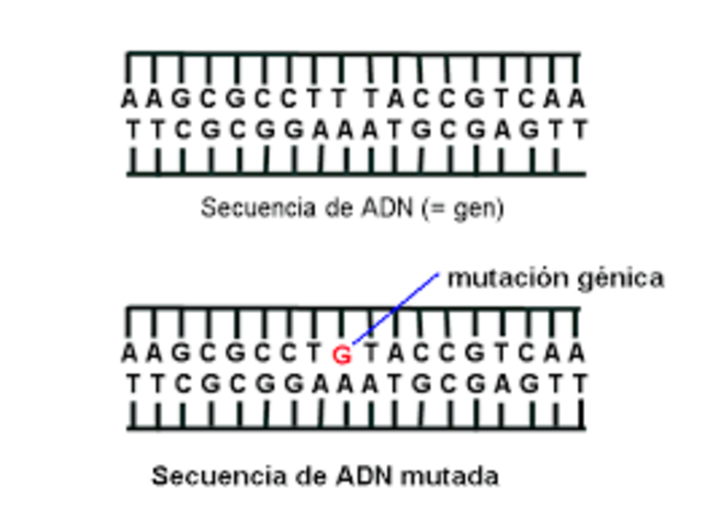 La secuencia de un gen