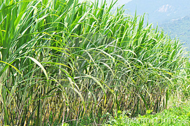 sugarcane introduced to Americas
