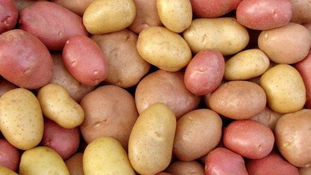 potatoes introduced to Europe