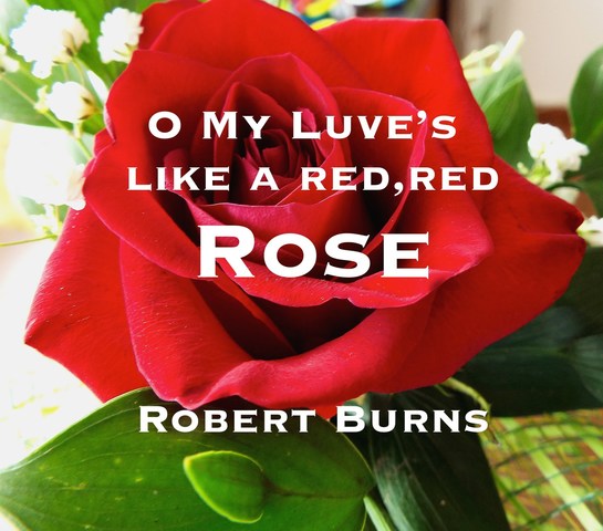 A Red, Red Rose
