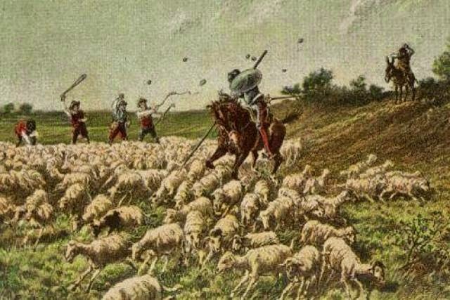 Se libra la batalla de las ovejas