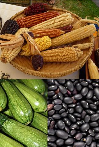 Agricultura: Fase Tzacualli (1 - 150 d.C.)