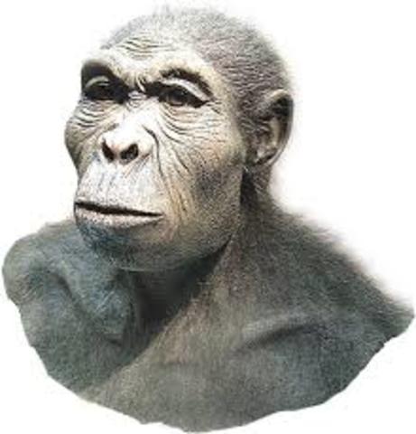 Aparición del Homo habilis.