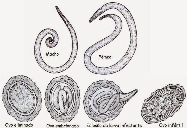 Francesco Redi: autor de la primera Helmintología comparada