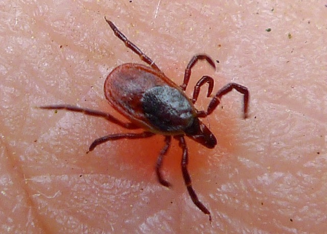 Veterinarios Smith y Kilborne