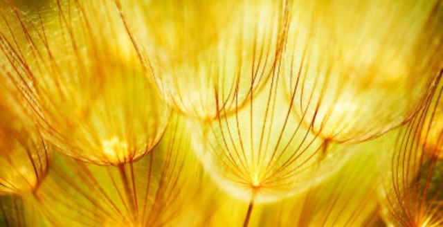 Extension de la Alquimia