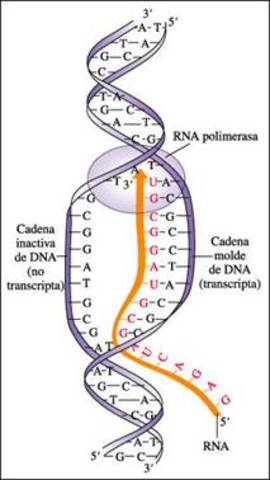 Las enzimas de transcripción del ADN