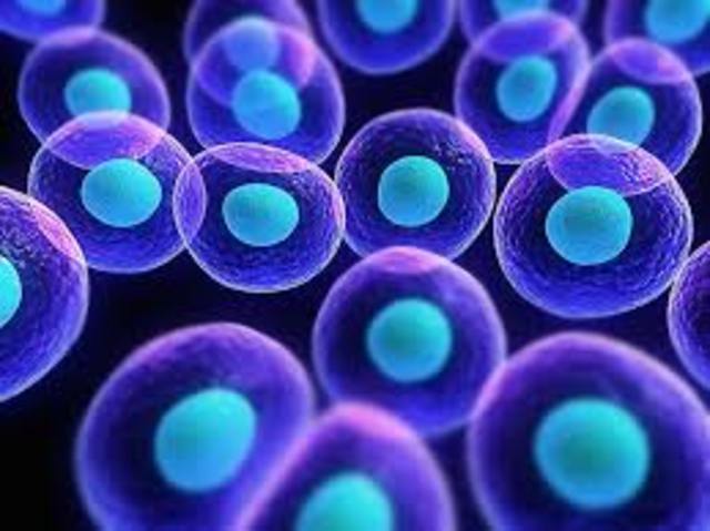 Bacteria en célula humana