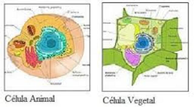La secuencia completa de una célula eucariota
