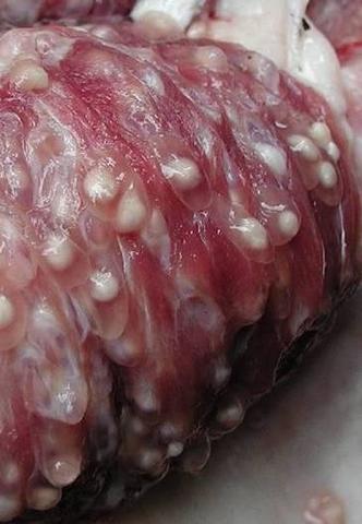 Aristóteles 384-322 cisticercosis porcina