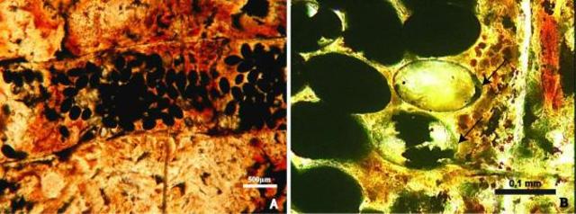 Fósiles de parásitos