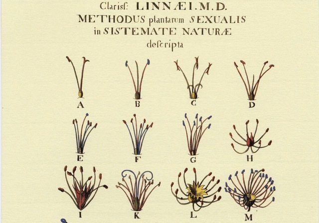Nomenclatura binomial  y taxonomía