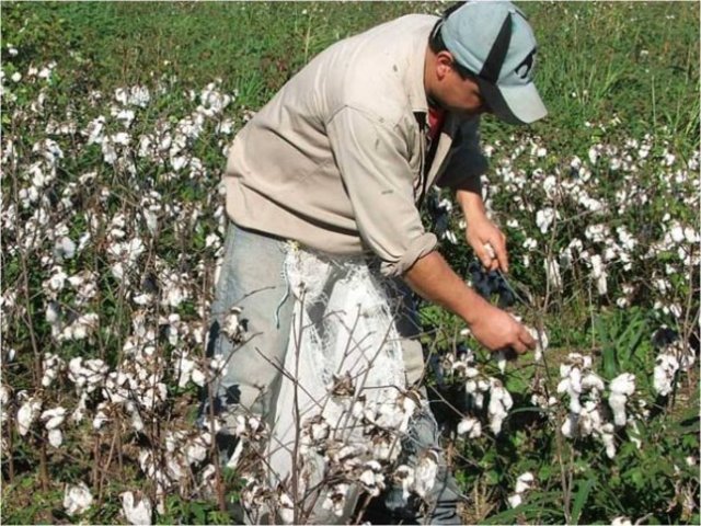 La agricultura algodonera