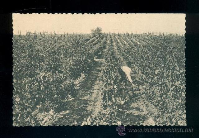 Primeros viñedos registrados en chile