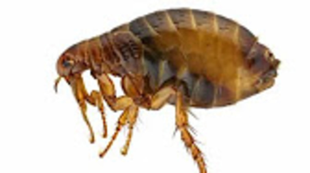 Origen y difusión de enfermedades