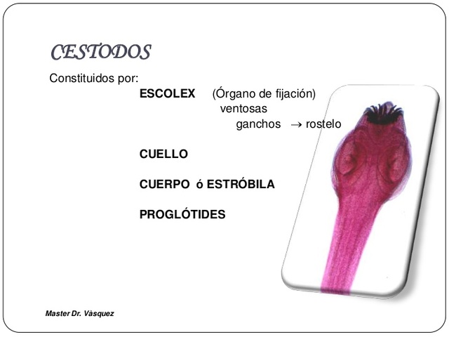 Cestodos
