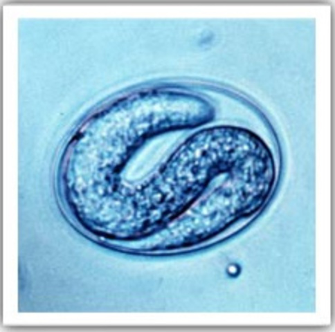 Parasitología Contemporanea