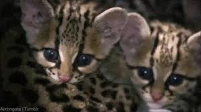Ocelot