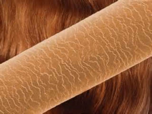 First forensic studies on hair followed by the first legal case involving hair