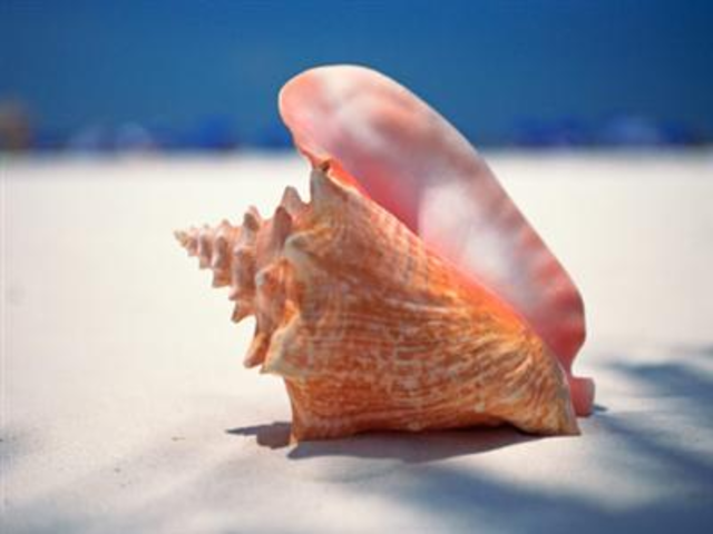 A Conch Shell is Found by Ralph and Piggy
