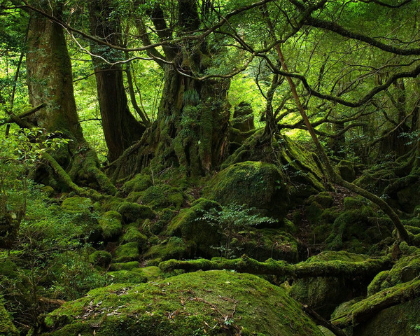 A Boy in the Group Sees a "Beast"