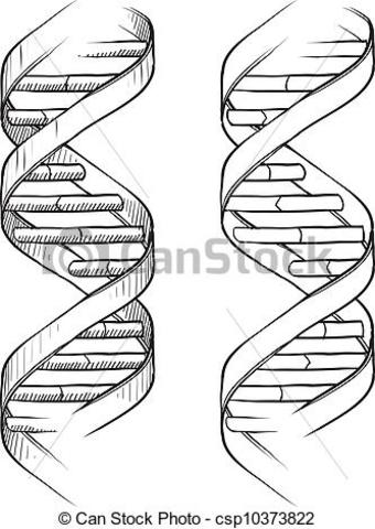 Principales descubrimientos del ADN