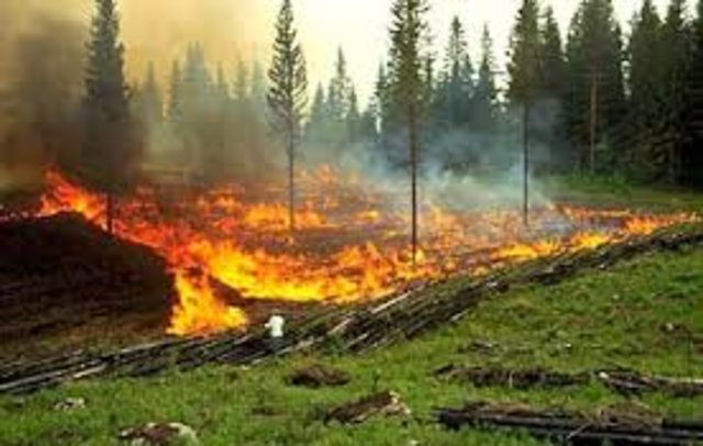 Slash-and-burn agriculture