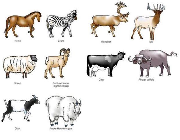 Domesticated Animals