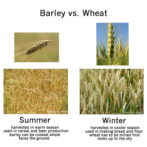 Wheat & Barley - Fertile Crescent