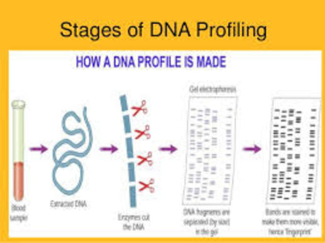 DNA Profiling First Used