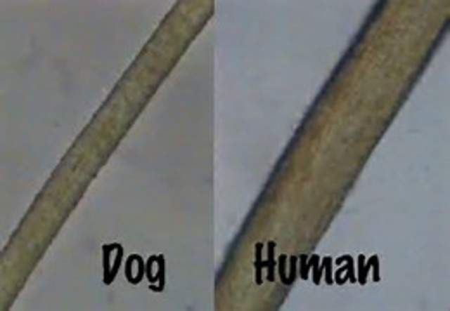 1910 Hair now used in forensics