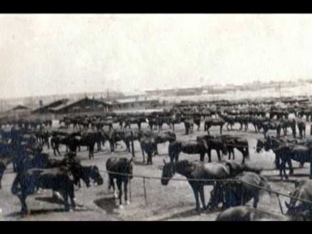 The search for Pancho