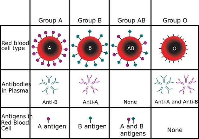 Human Blood Groups
