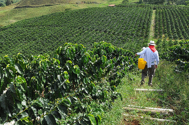 CAÍDA DE LA INDUSTRIA DEL CAFÉ COLOMBIANO