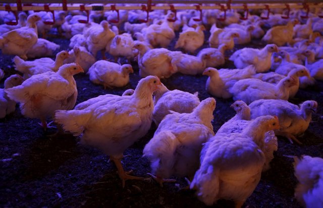 Chickens - South Asia