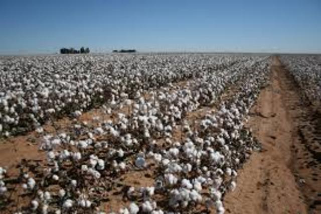 Cotton - South America
