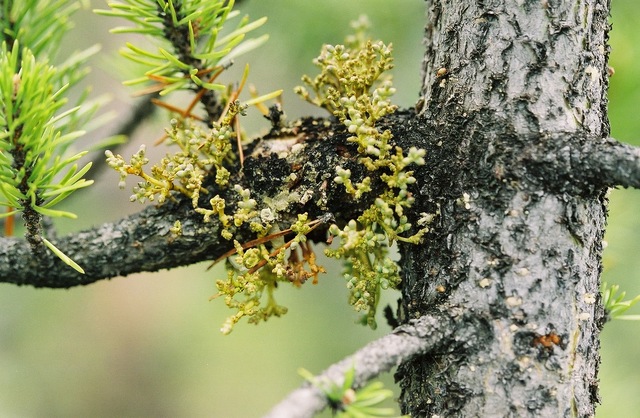 Primera planta patógena