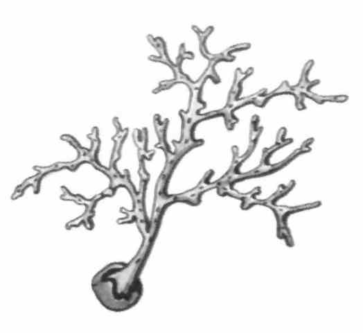 Descubrimiento de esporas