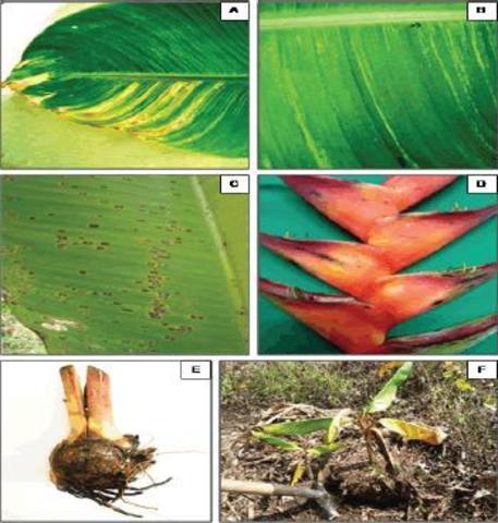 Enfermedades de las Plantas