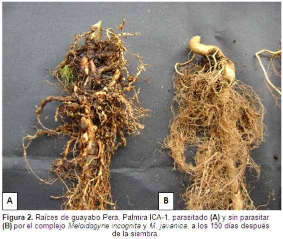 Nematodos Parásitos
