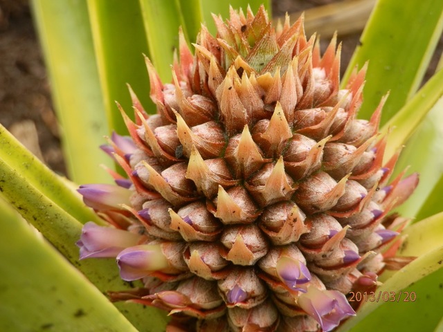 US and European settlers began to plant pineapples