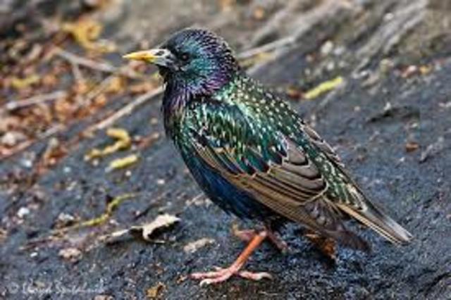 starlings