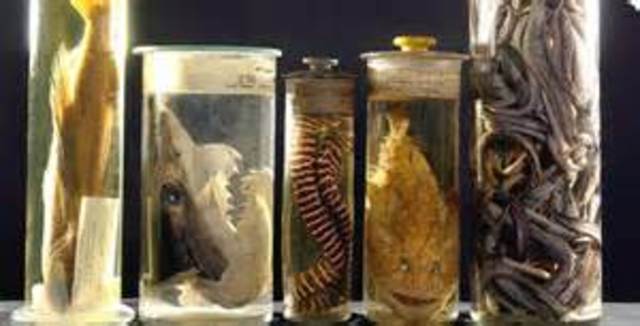 specimens