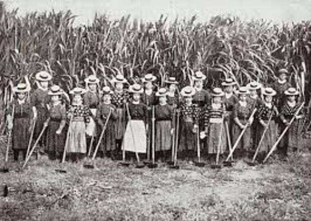 First sugar cane farm is started