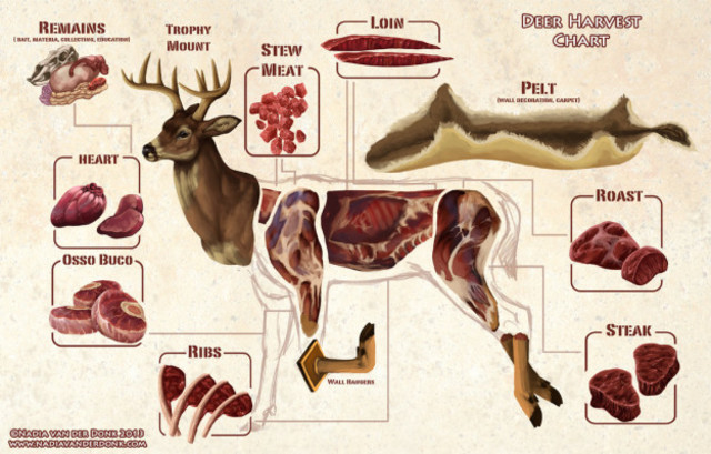 Venison