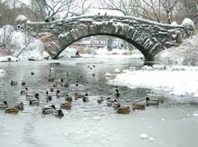 Where to the ducks from the pond in Central Park go in the Winter?